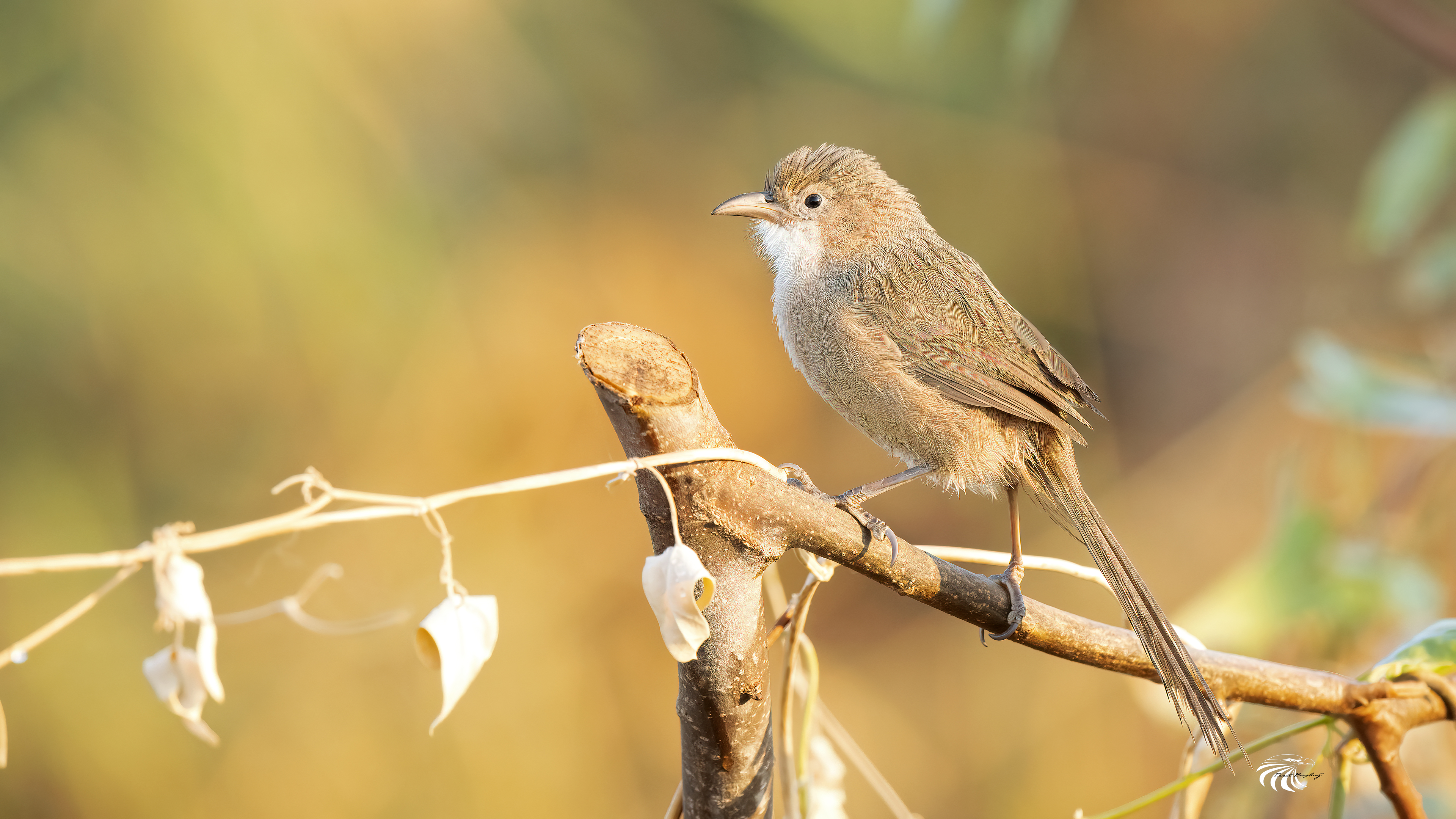 Iraq Babbler